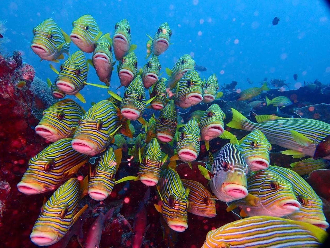 Wai Resort - Raja Ampat Pulau Birie Eksteriør bilde