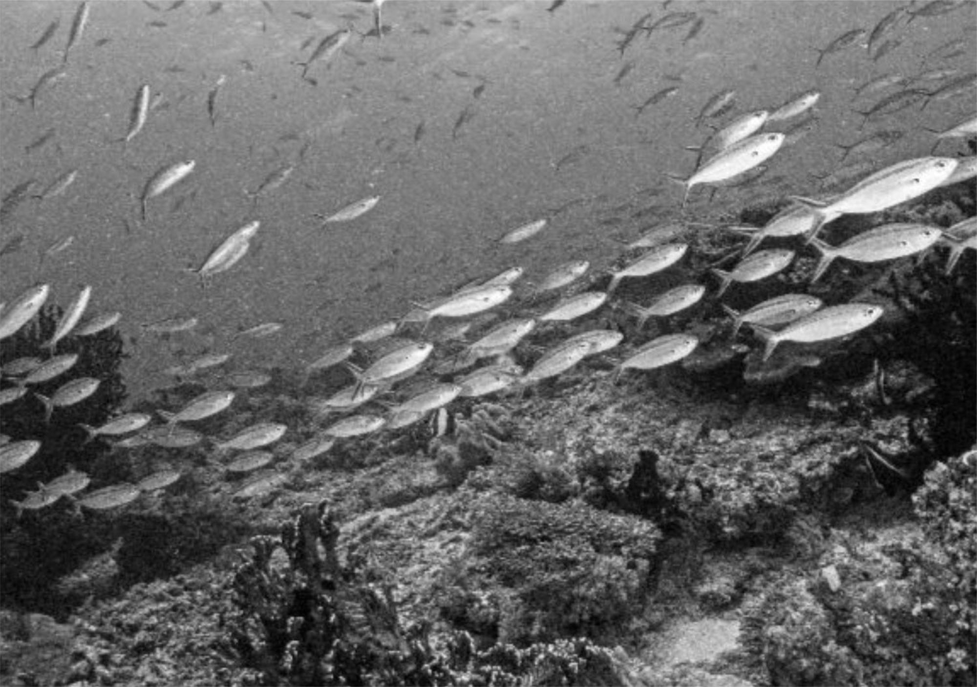 Wai Resort - Raja Ampat Pulau Birie Eksteriør bilde